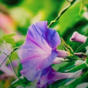 Meet your Posher, King